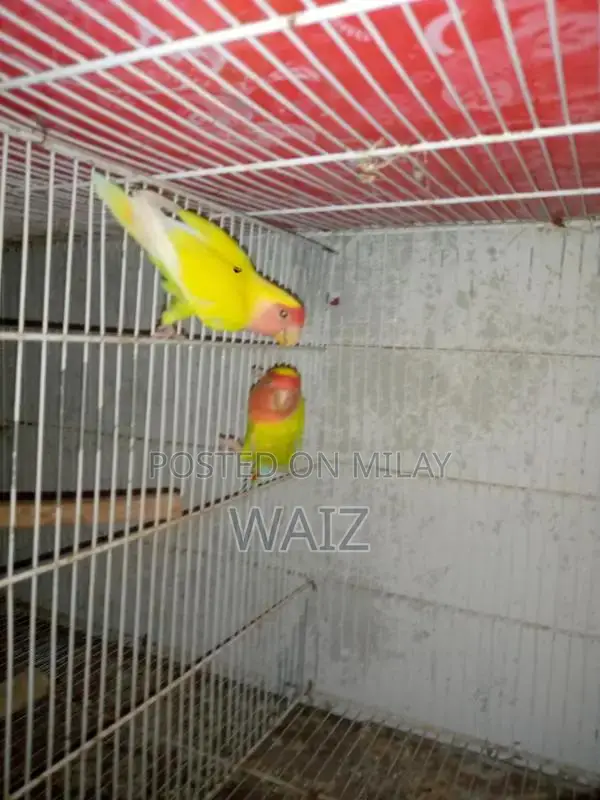 Coaktail and Lotino Bird Breeding Pair