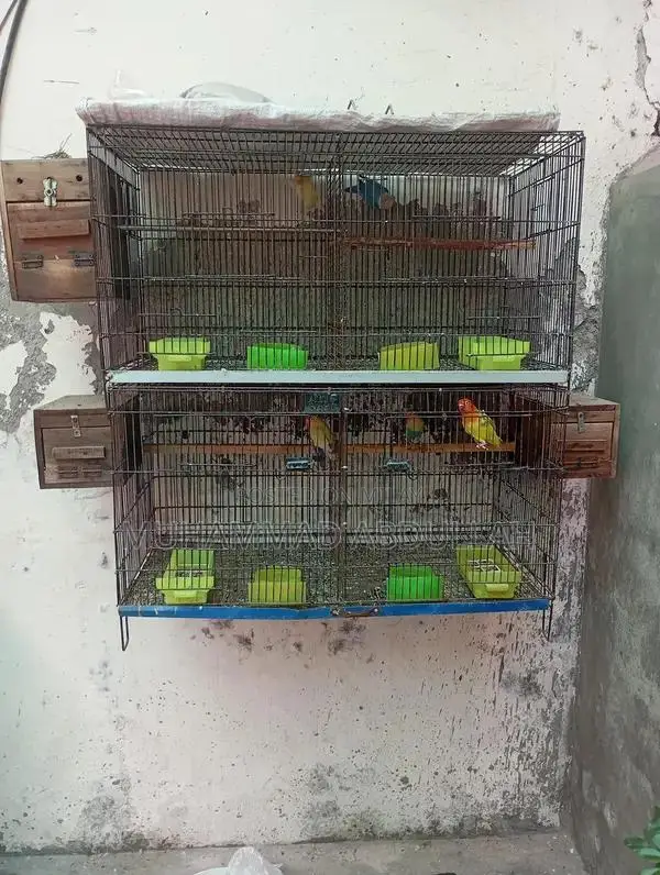 Love Bird Breeding Pairs - Rare Color Variations