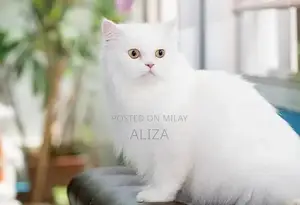 Photo - heavy coat and weight furry pregnant female