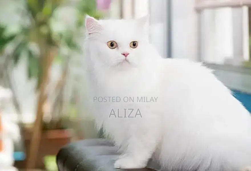 heavy coat and weight furry pregnant female