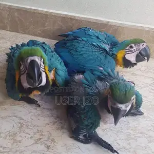 Photo - Blue Macaw Parrot Chicks - Beautiful Young Parrots