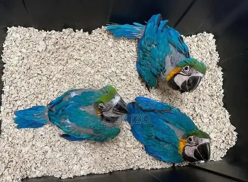 Blue Macaw Parrot Chicks - Beautiful Young Parrots