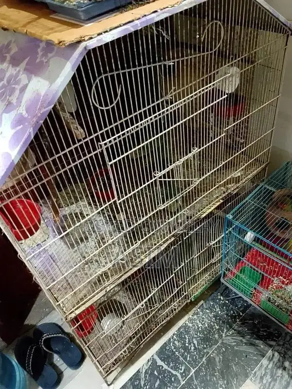 Large 3-Portion Bird Cage with 2 Plumhead Parrots