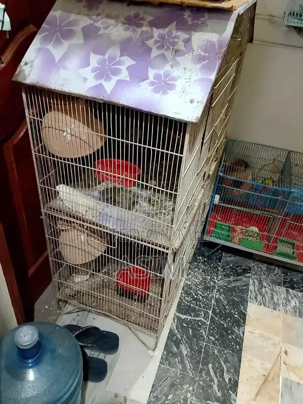 Large 3-Portion Bird Cage with 2 Plumhead Parrots