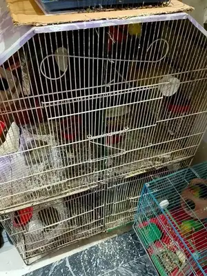 Large 3-Portion Bird Cage with 2 Plumhead Parrots