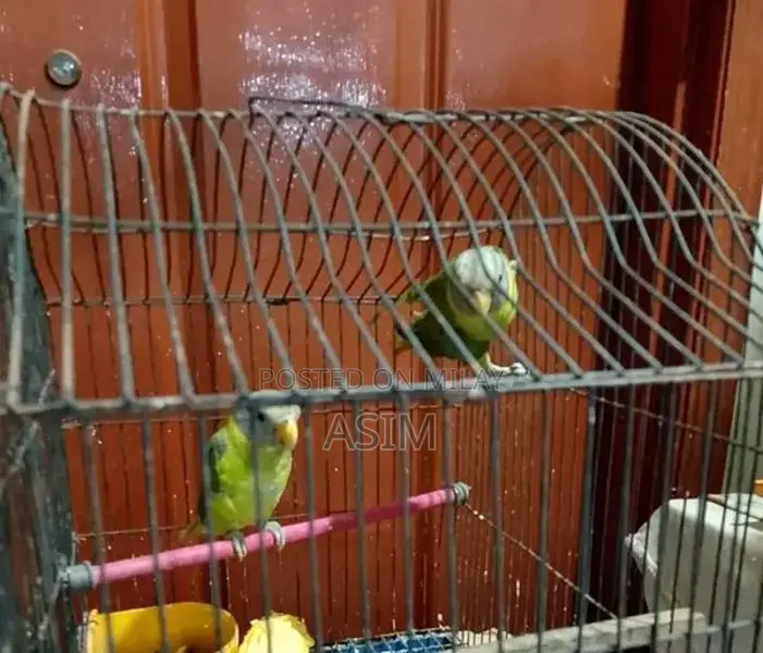 Large 3-Portion Bird Cage with 2 Plumhead Parrots