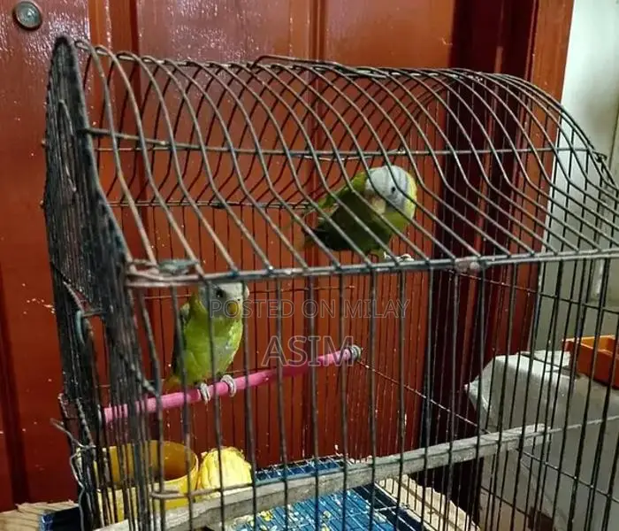 Large 3-Portion Bird Cage with 2 Plumhead Parrots
