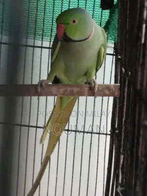 Photo - Green Parrot Pair - Healthy Breeder Companions