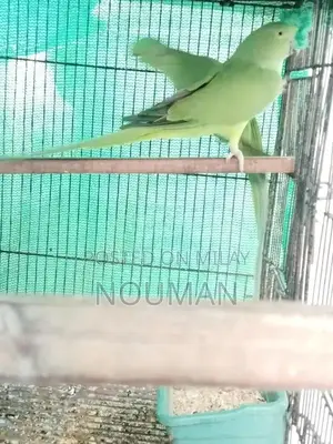 Green Parrot Pair - Healthy Breeder Companions