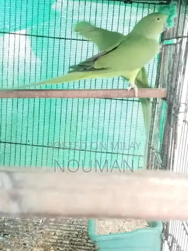 Green Parrot Pair - Healthy Breeder Companions
