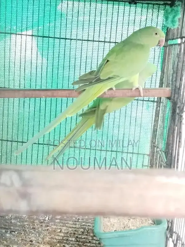 Green Parrot Pair - Healthy Breeder Companions