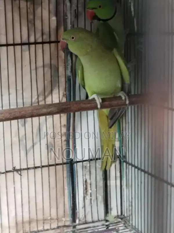 Green Parrot Pair - Healthy Breeder Companions