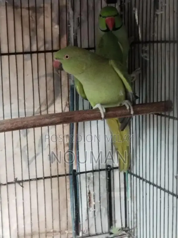 Green Parrot Pair - Healthy Breeder Companions