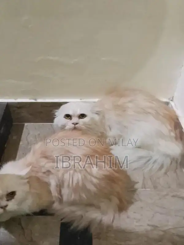 Pair of Persian Cats - Male and Female Kittens
