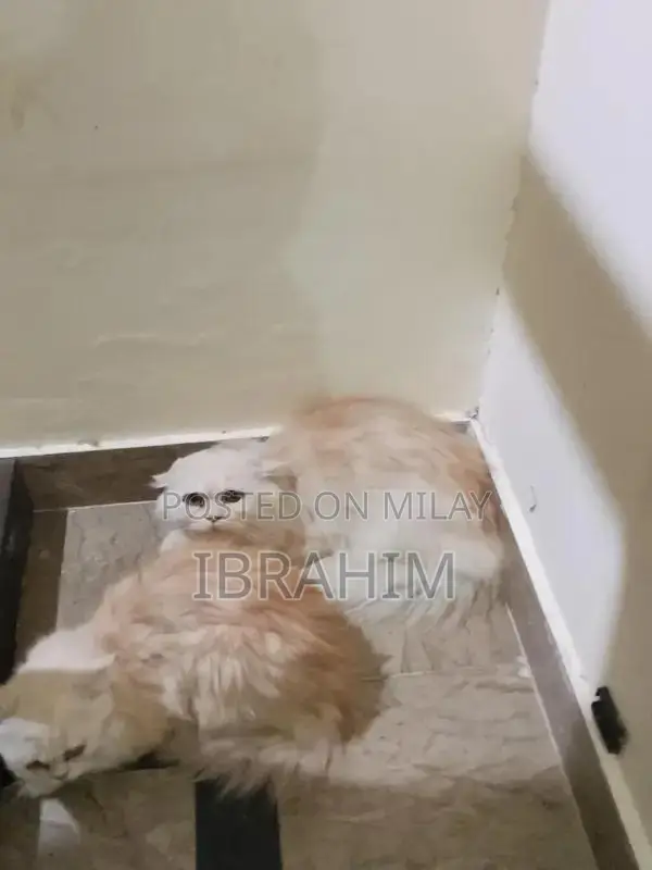 Pair of Persian Cats - Male and Female Kittens