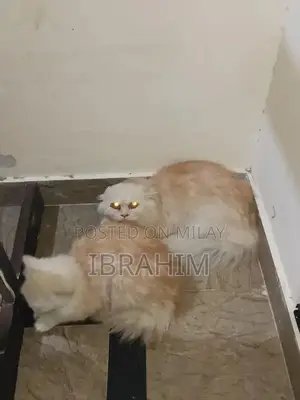 Pair of Persian Cats - Male and Female Kittens