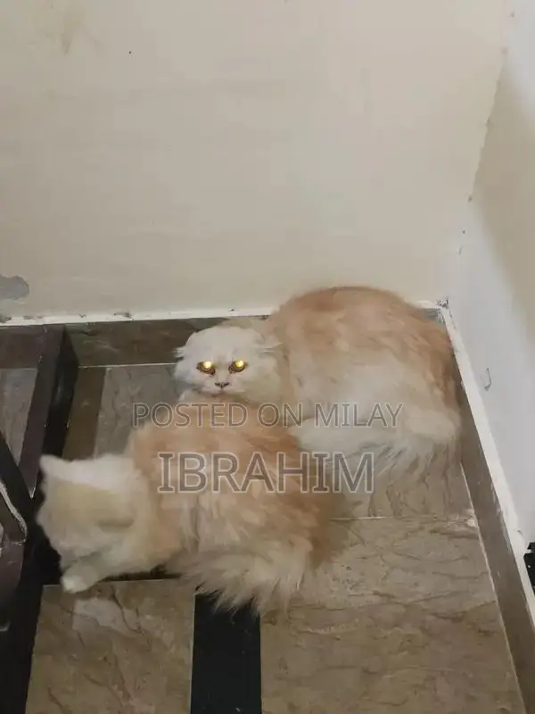 Pair of Persian Cats - Male and Female Kittens