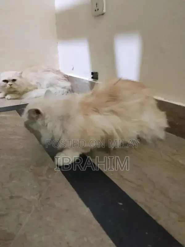 Pair of Persian Cats - Male and Female Kittens