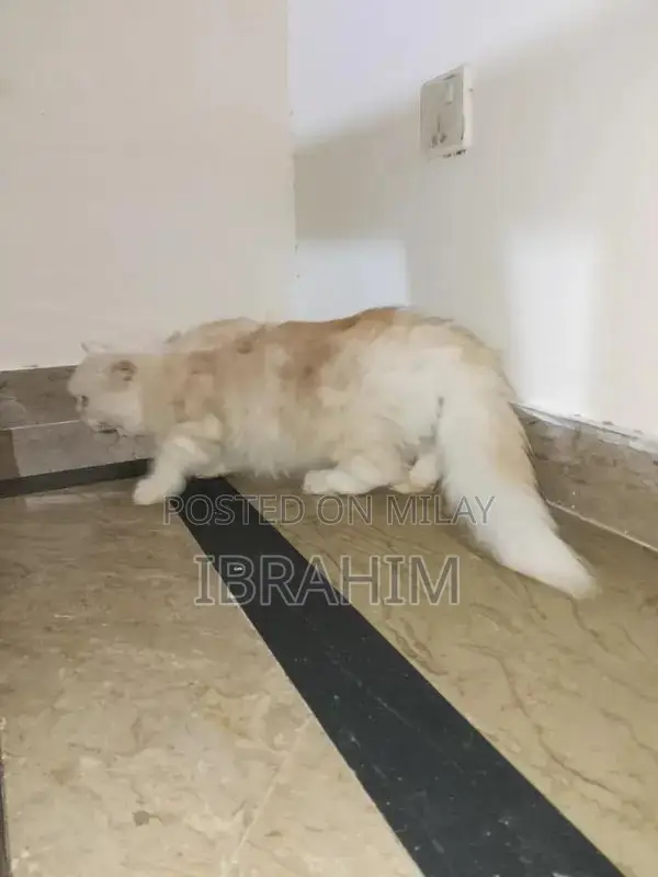 Pair of Persian Cats - Male and Female Kittens