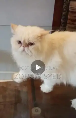 Photo - Flame Point Adult Male Cat with Blue Eyes