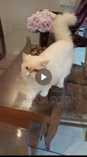 Flame Point Adult Male Cat with Blue Eyes