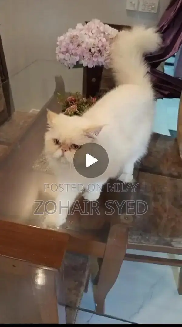 Flame Point Adult Male Cat with Blue Eyes