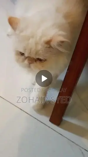 Flame Point Adult Male Cat with Blue Eyes