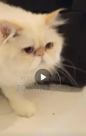 Flame Point Adult Male Cat with Blue Eyes