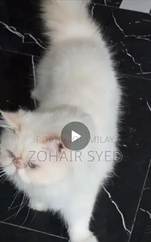 Flame Point Adult Male Cat with Blue Eyes