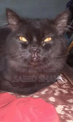 Photo - Black Persian Male Cat, 2 Years Old, Purebred Companion