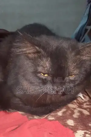 Black Persian Male Cat, 2 Years Old, Purebred Companion