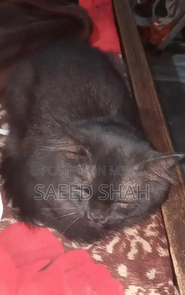Black Persian Male Cat, 2 Years Old, Purebred Companion