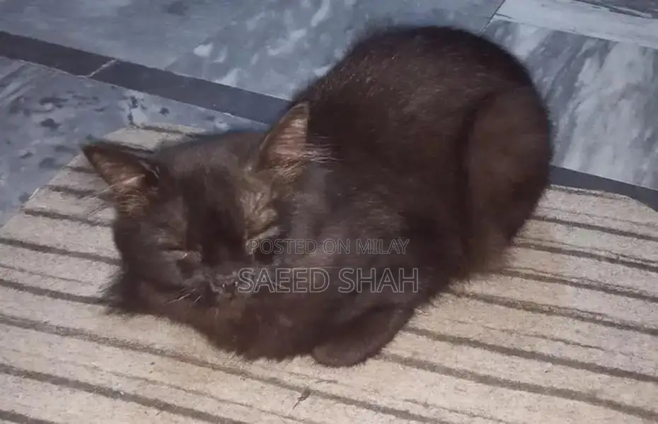 Black Persian Male Cat, 2 Years Old, Purebred Companion