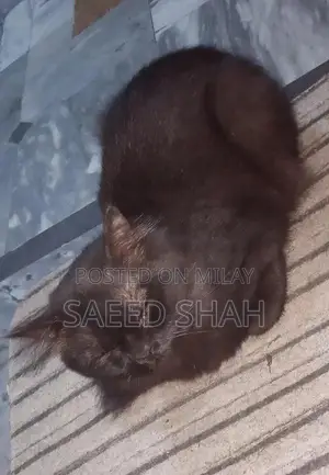 Black Persian Male Cat, 2 Years Old, Purebred Companion