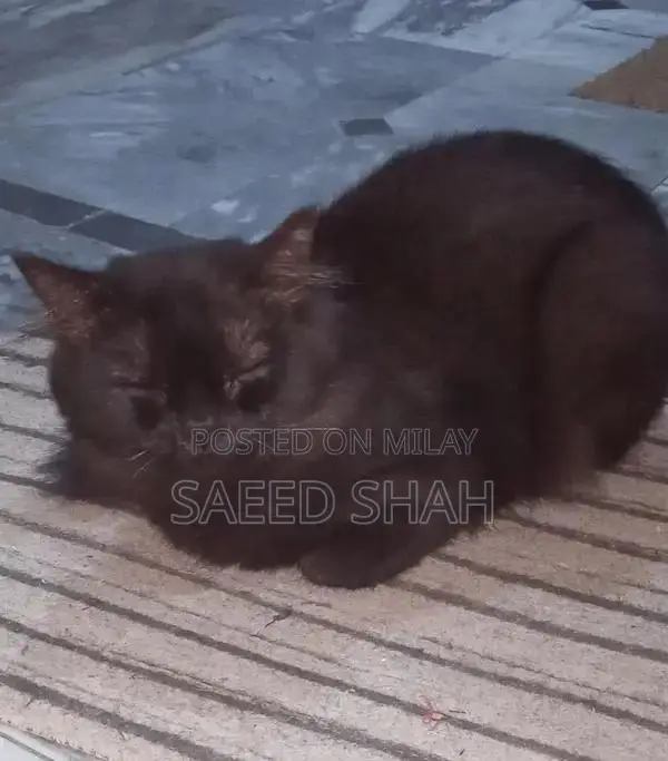 Black Persian Male Cat, 2 Years Old, Purebred Companion