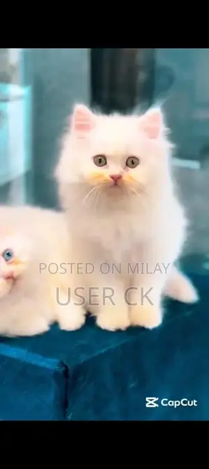 Purebred Persian Cat - Friendly and Social Pet Available