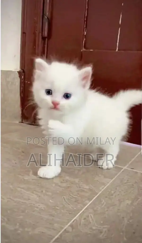 White Persian Kitten - Purebred Young Cat