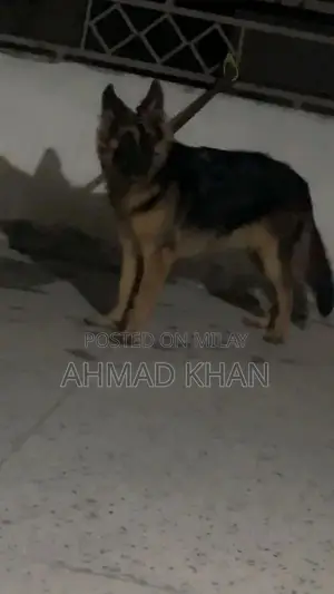 Photo - Purebred German Shepherd Long Coat Puppy