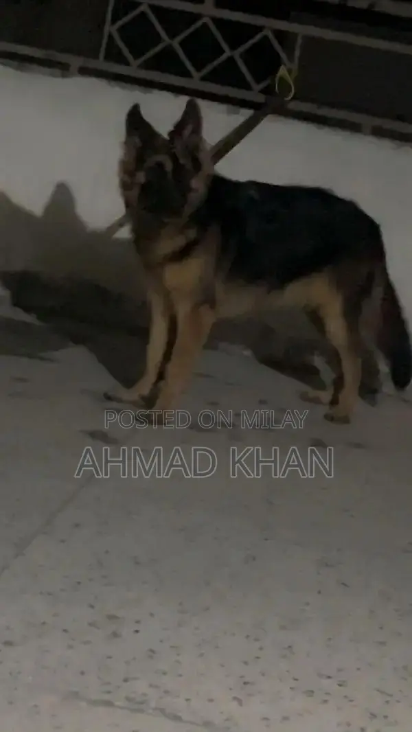 Purebred German Shepherd Long Coat Puppy