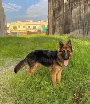 Purebred German Shepherd Long Coat Puppy