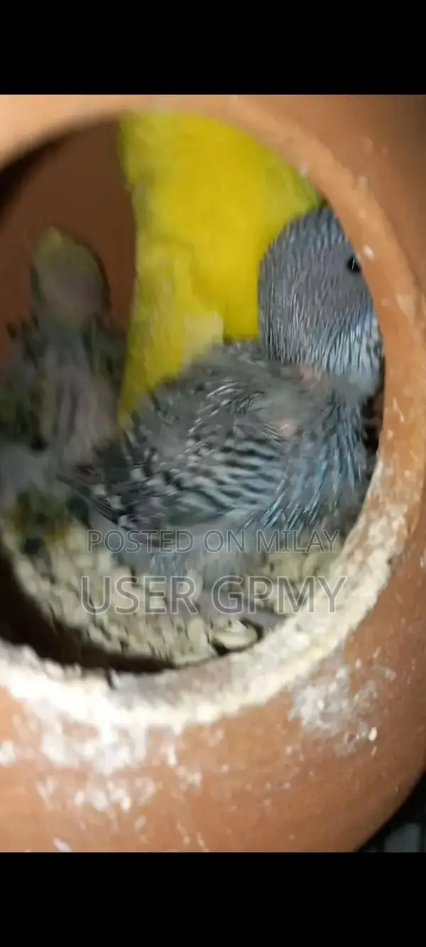 Full King Size Budgies Breeder Pair with Young Chicks