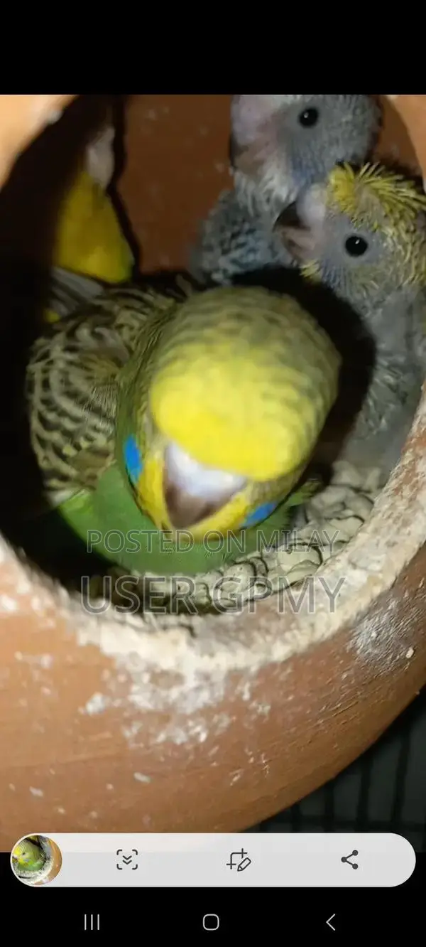 Full King Size Budgies Breeder Pair with Young Chicks