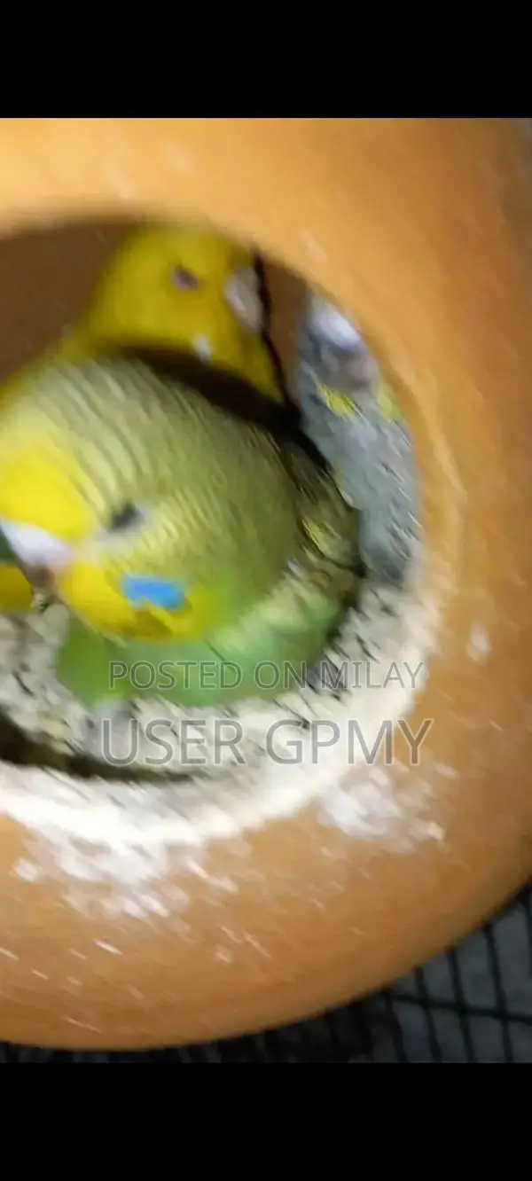 Full King Size Budgies Breeder Pair with Young Chicks