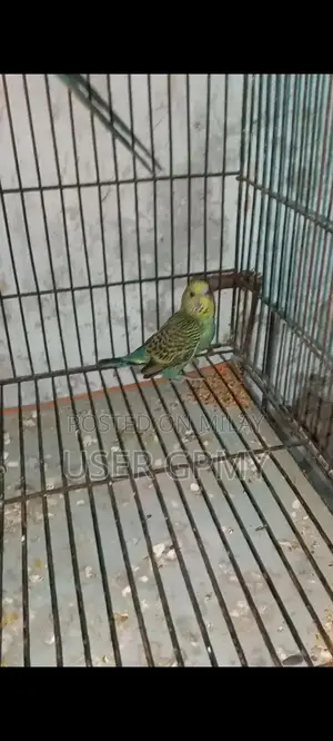 Full King Size Budgies Breeder Pair with Young Chicks