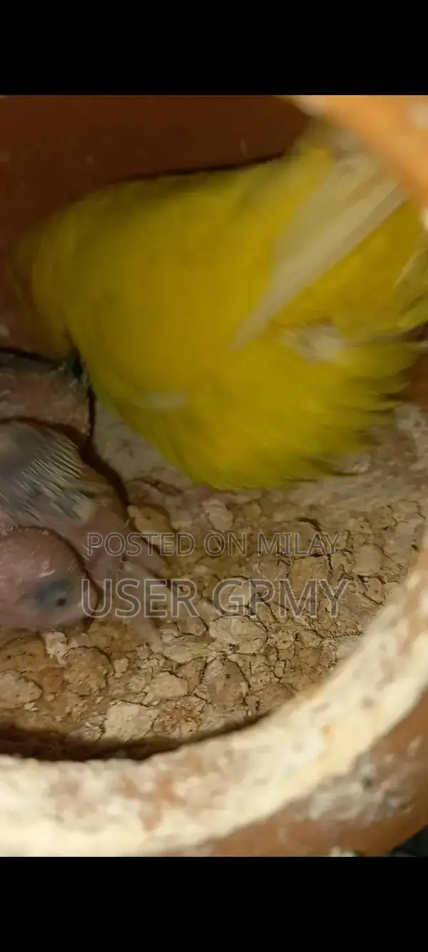 Full King Size Budgies Breeder Pair with Young Chicks