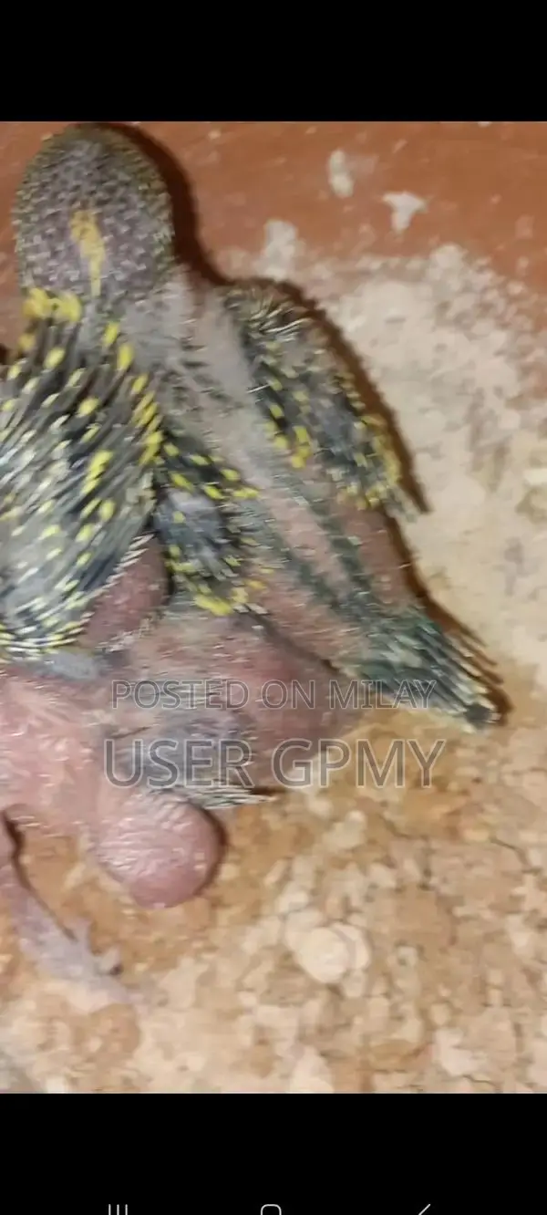 Full King Size Budgies Breeder Pair with Young Chicks