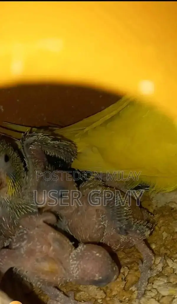 Full King Size Budgies Breeder Pair with Young Chicks