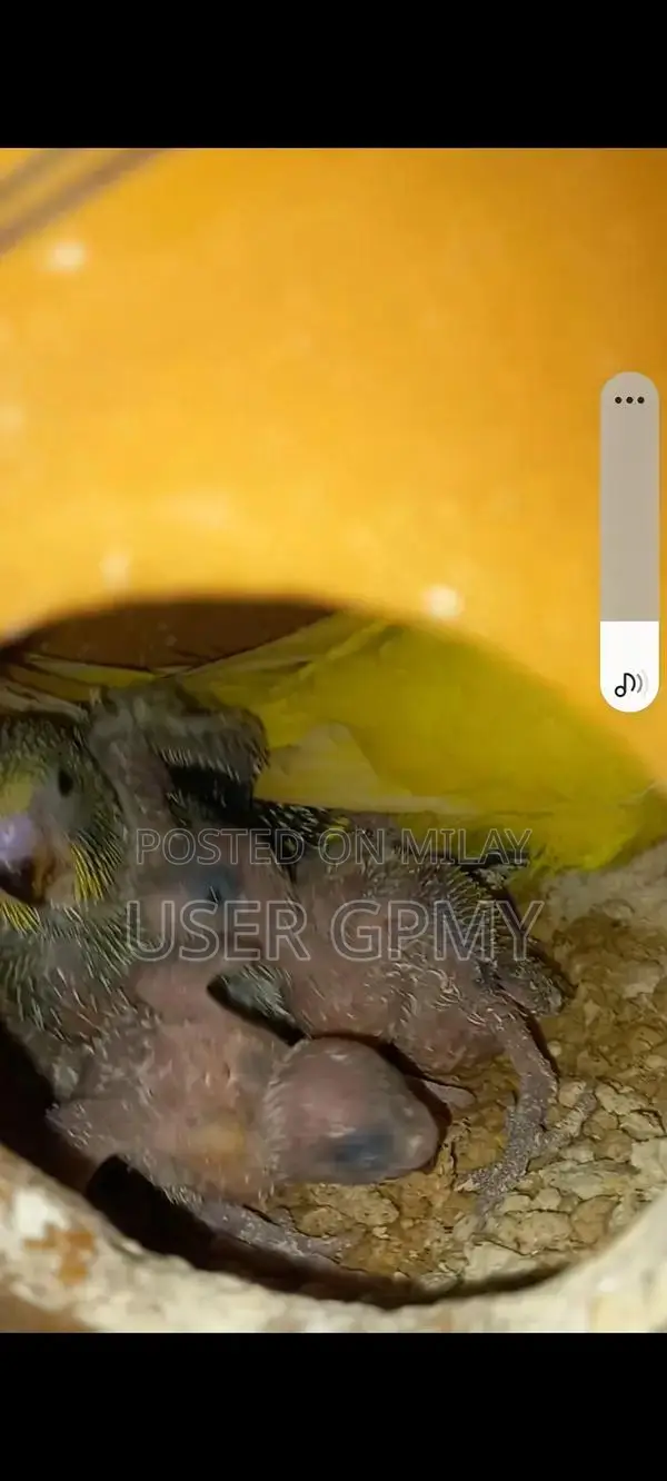 Full King Size Budgies Breeder Pair with Young Chicks