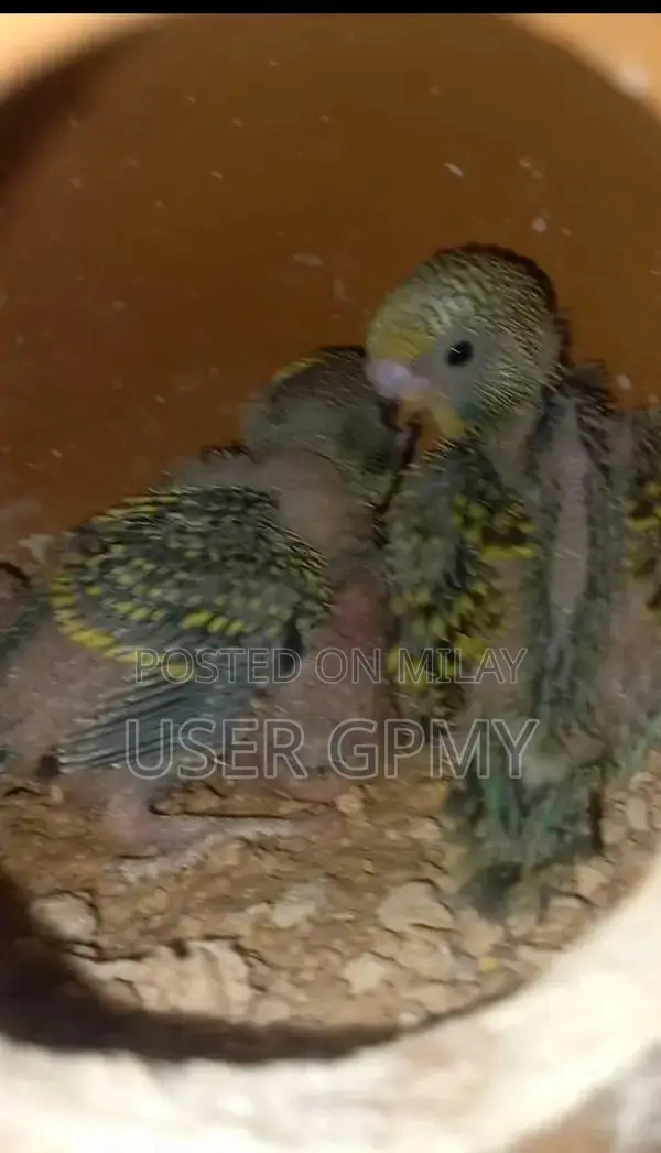 Full King Size Budgies Breeder Pair with Young Chicks