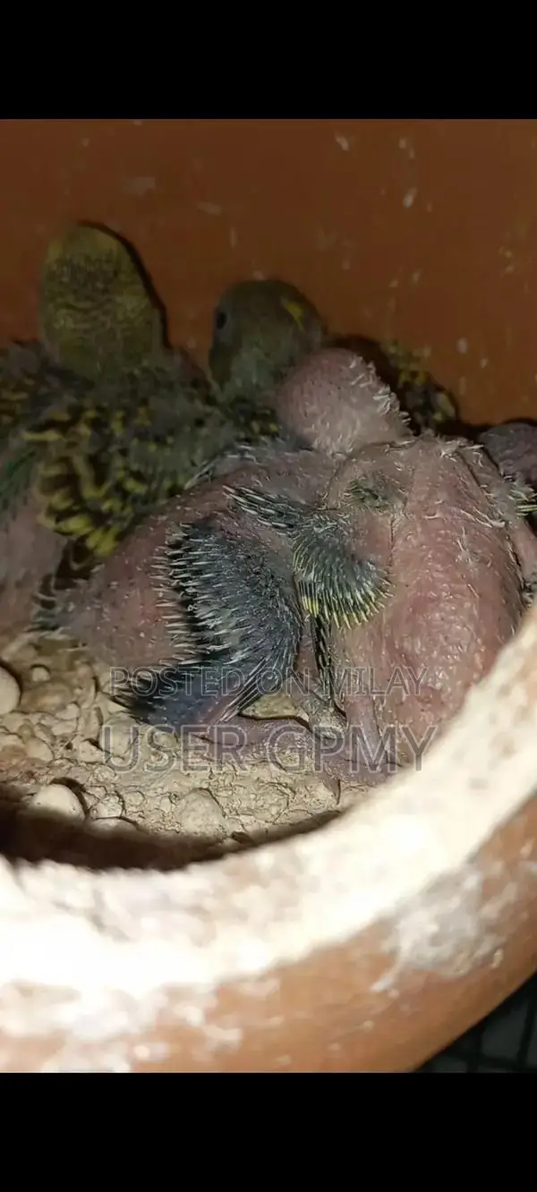 Full King Size Budgies Breeder Pair with Young Chicks